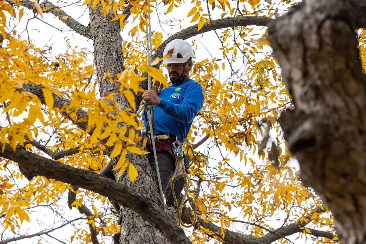 Skilled Tree Pruning crew working in Buckingham